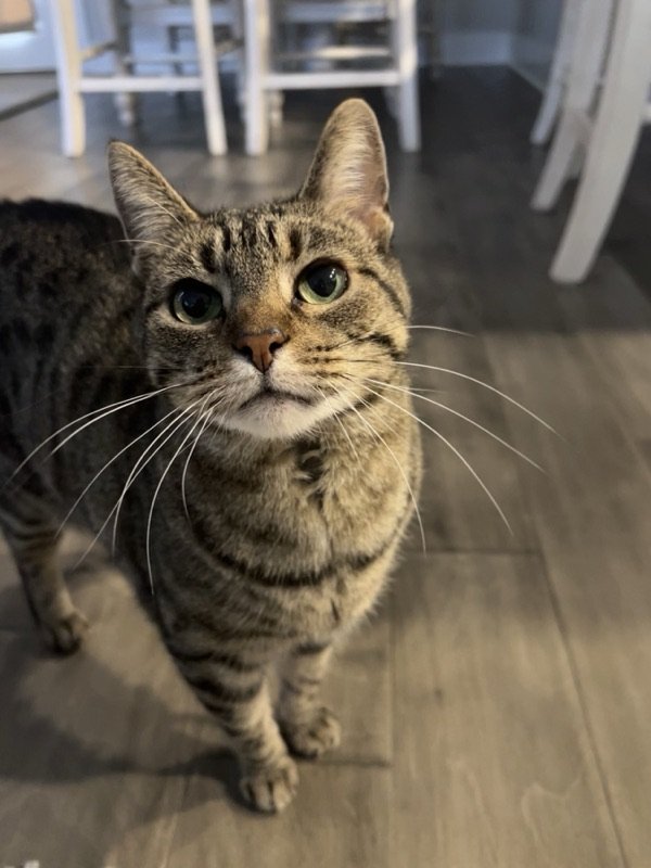 Molly, a brown tabby cat, Chief Morale Officer at Lumora