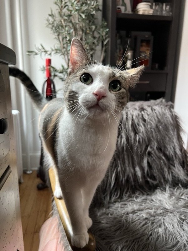 Ash, a tabby and calico cat, Head of Security at Lumora